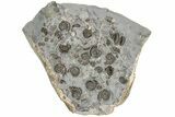Ammonite (Promicroceras) Cluster - Marston Magna, England #216609-1